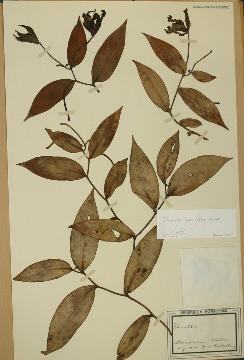 ns_flanagan's tweet photo. Just really enjoying my ´retreat´ back into the enchanting world of #herbaria: history, #vanilla, geography &amp; art, all rolled into one. Here´s a gem - Vanilla parvifolia collected 1915, at Herbarium Regium Monacense (M). https://t.co/l1u1atu6c9