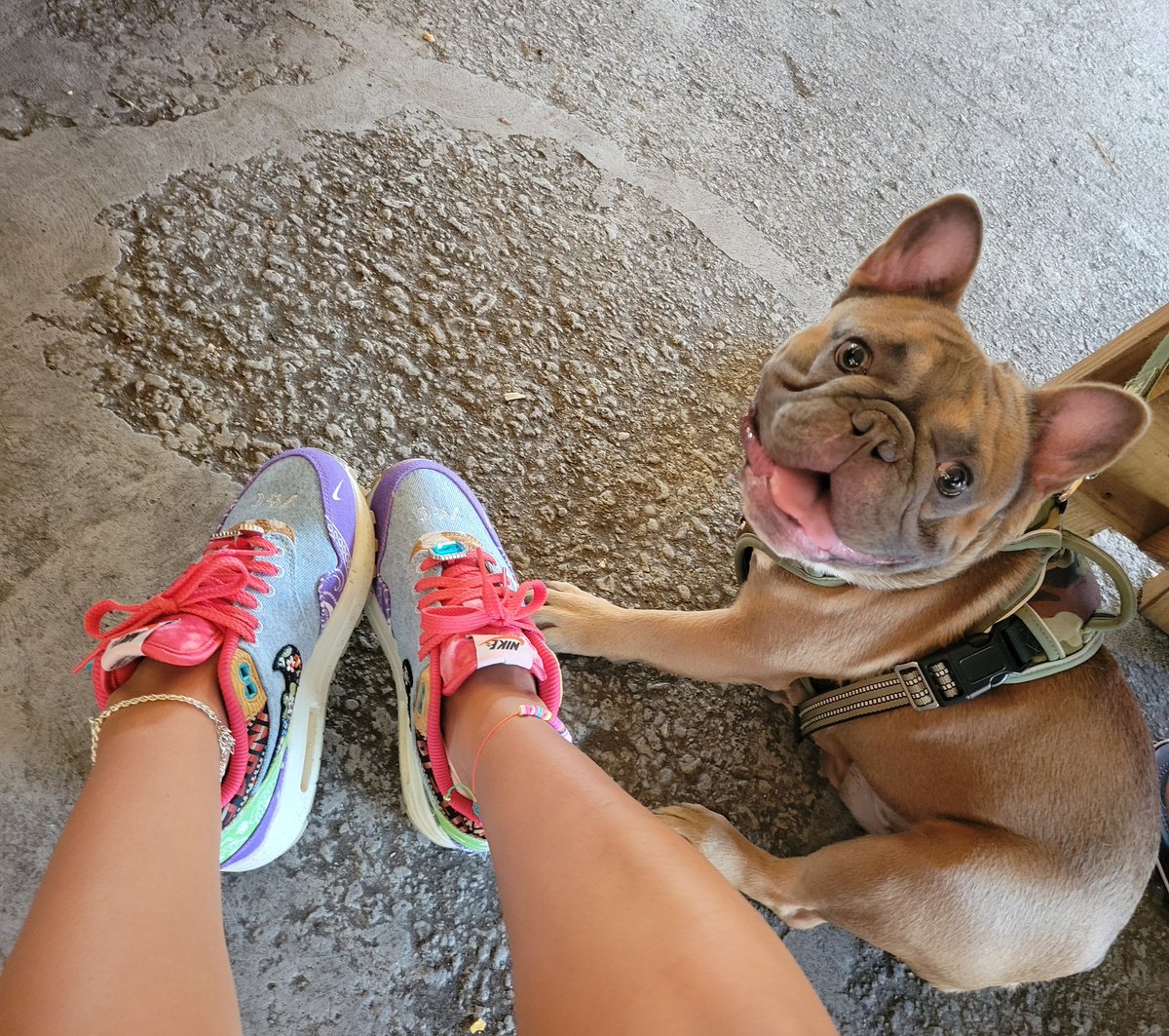 Happy Wednesday fam!🐶💜

#AirMaxMonth #marchMAXness #snkrsliveheatingup #wearyoursneakers #yoursneakersaredope #frenchbulldog
