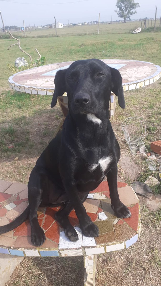 refugioenalerta tweet media