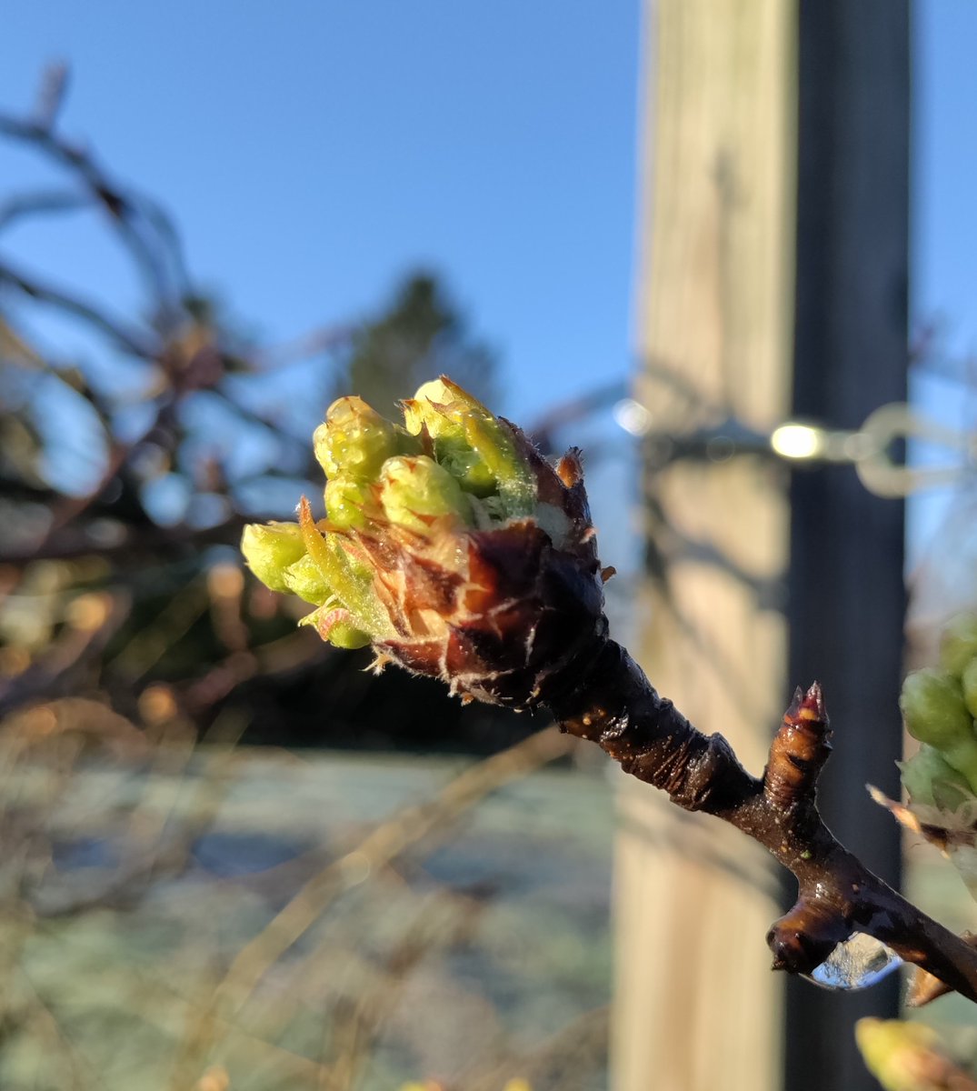 krypto_vagabond's tweet photo. #Pyrus_Communis #GrowStuff
🍐👀😁 https://t.co/IRII1XuhTB