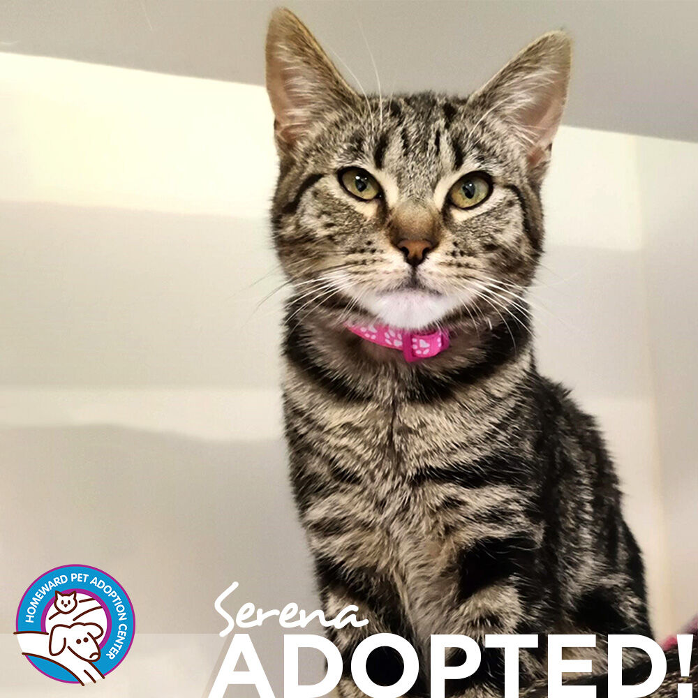 Happy Wednesday!
 This past week 15 animals went home with their new families! Including 3 kittens, 5 cats, 4 puppies, and 3 dogs. 

Here's to another great week! Keep sharing our adoptables and our organization so that more animals can continue to find loving homes!