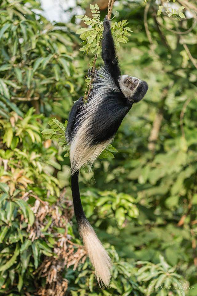 MstSafaris's tweet photo. https://t.co/HzLs1g9JZQ