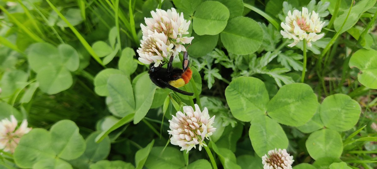 MIMRAN84's tweet image. Foraging of bombus haemorrhoidalis queen in Rawalakot AJK