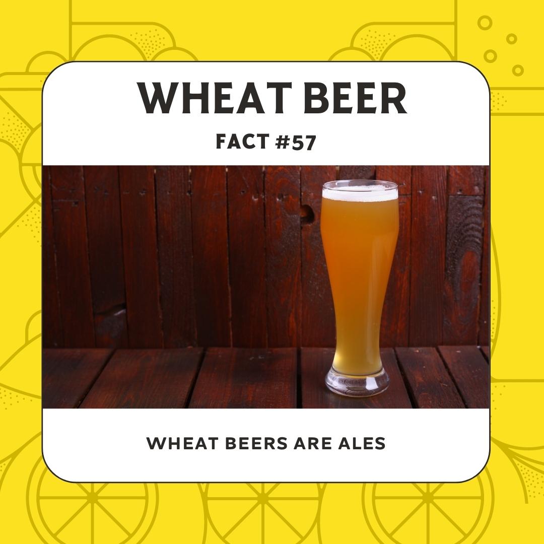 Ales are created by yeast that thrive in warm and cozy environments. Lagers are made by yeast that prefer colder environments. Those yeasty boys are quite particular, and just a few degrees can make a big difference in the flavors that come through in the final product. 💡