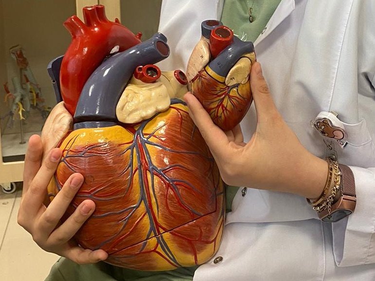 Bugün anatomi labında erkeklerin uçsuz bucaksız genişlikte, herkesi sığdırabilme kapasiteli kalbi ve benim minik saf kalbimi gördük 🥺