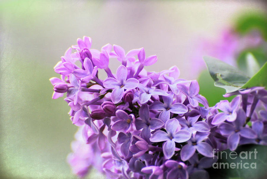 KerriFar's tweet image. &quot;Spring: a lovely reminder of how beautiful change can truly be.&quot; - Unknown ~ ow.ly/m7gr50Nv9c3 ~ #Lilacs #SpringSensations - ow.ly/a5O450Nv9c2 -  #NewRiverNature