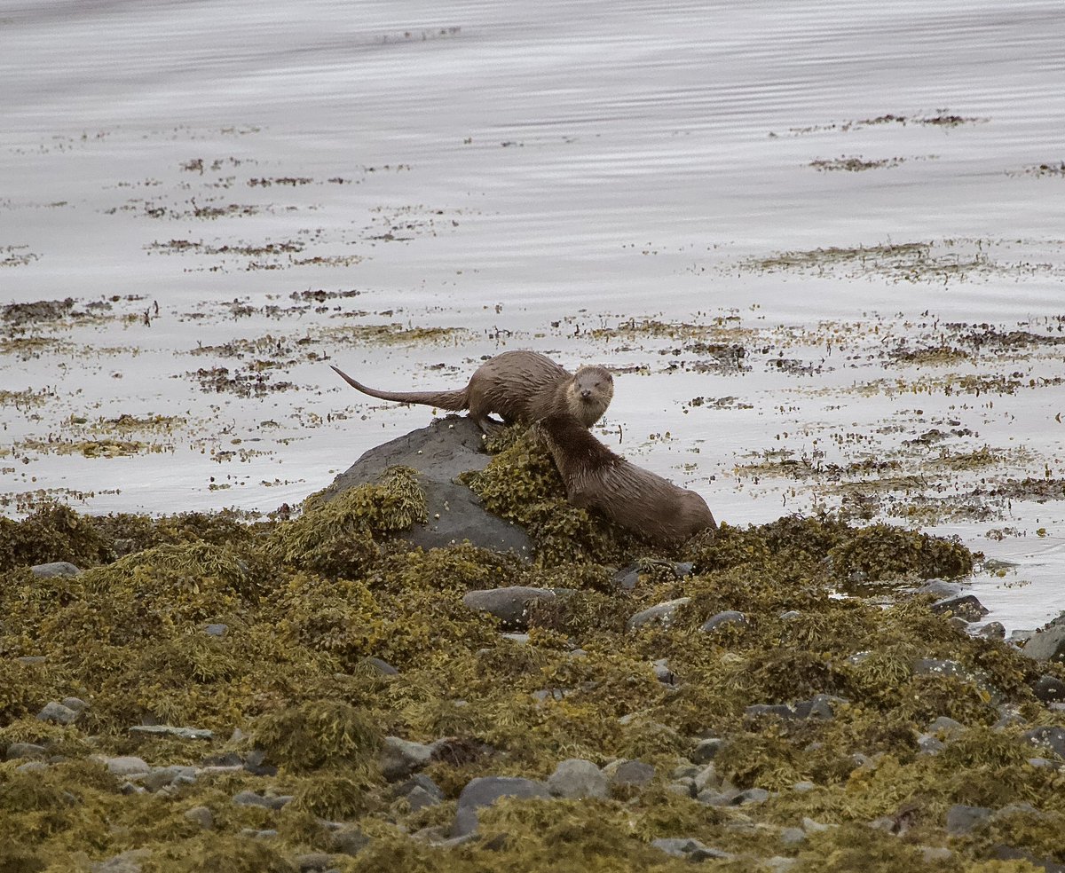 carol ingleby (@carolinglebee) on Twitter photo Lovely time watching otters until the guy with all the gear and no idea, walked towards them and scared them off. <a href="/IoloWilliams2/">Iolo Williams</a> <a href="/Nature_Scotland/">Ewan Miles</a> Lovely time watching otters until the guy with all the gear and no idea, walked towards them and scared them off. <a href="/IoloWilliams2/">Iolo Williams</a> <a href="/Nature_Scotland/">Ewan Miles</a>