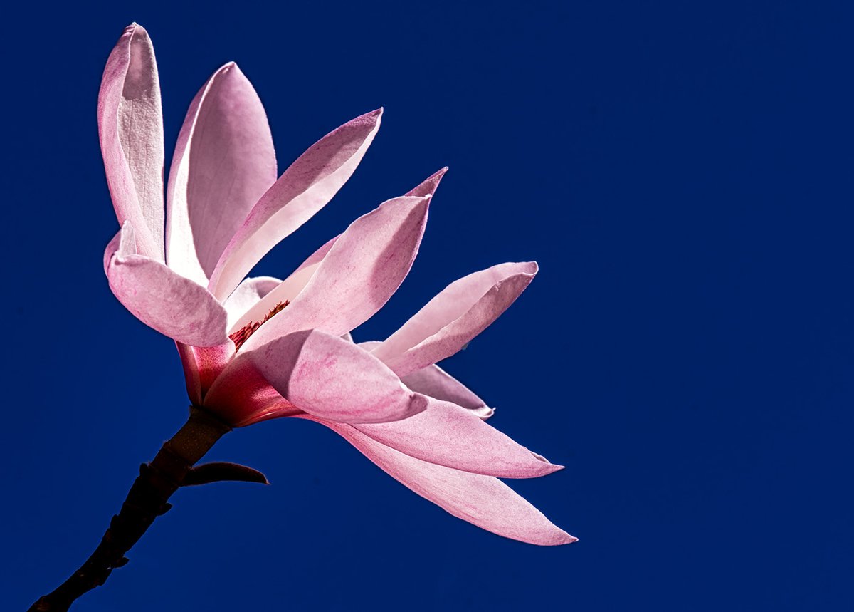 Sam_Alexandra23's tweet photo. GM Gang! Today is "Magnolia Madness" as they've finally arrived here in North Vancouver, BC. #Photography #Magnolias #FlowerPhotography #DeepCoveBC Feel free to share one of your Magnolia captures or other pink flower and I'll retweet best. https://t.co/fTqzhy4k3N