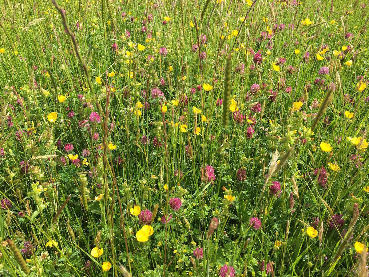Pleased that #WildIsles has celebrated our wildflower meadows 

Ours are getting better every year… proud to have some of the 3% of upland hay meadows remaining… and first pair of curlews on them this morning