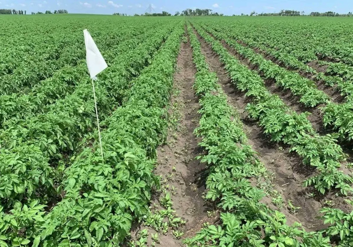 No "Top-Phos" or "Control" signs were needed! ✅

The left side of this crop had Top-Phos applied to it and when comparing it to the control on the right (10-34-0), you can see it benefitted from the readily available phos &amp; improved root development! ca.timacagro.com