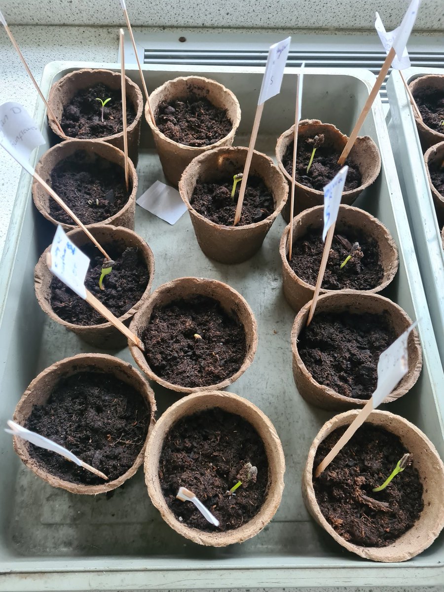 Yr 5 have been learning about germination in Science by planting and nurturing sunflower and tomato plants. 🌞🌻🍅Pupils have been able to watch their plants sprout and monitor their progress. Plants will be sent home with pupils at the end of term.