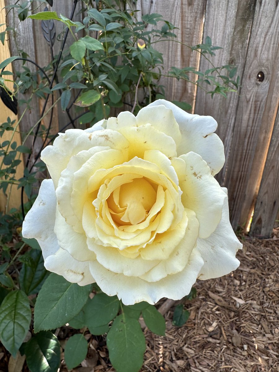 Good morning from my backyard. 
#wishyoucouldsmellthis