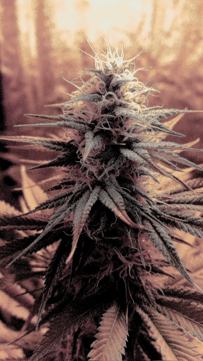 AdrycManellson's tweet photo. Un #TimeLap sobre #DosSiDos de @Kannabia_Samen en #PureTent #RefPet bajo #ThePureLed48oPro de @ThePureFactory, #Sust #CocoAllMix @ProXL_Spain powered todo by @DPlantasur para desearos un Feliz día desde #AdrycsCove Verde Mundo, lleno de Alegría, Paz, Olas y #SemisDeColección.🧚♂️😎 https://t.co/NOzjG0LxXG