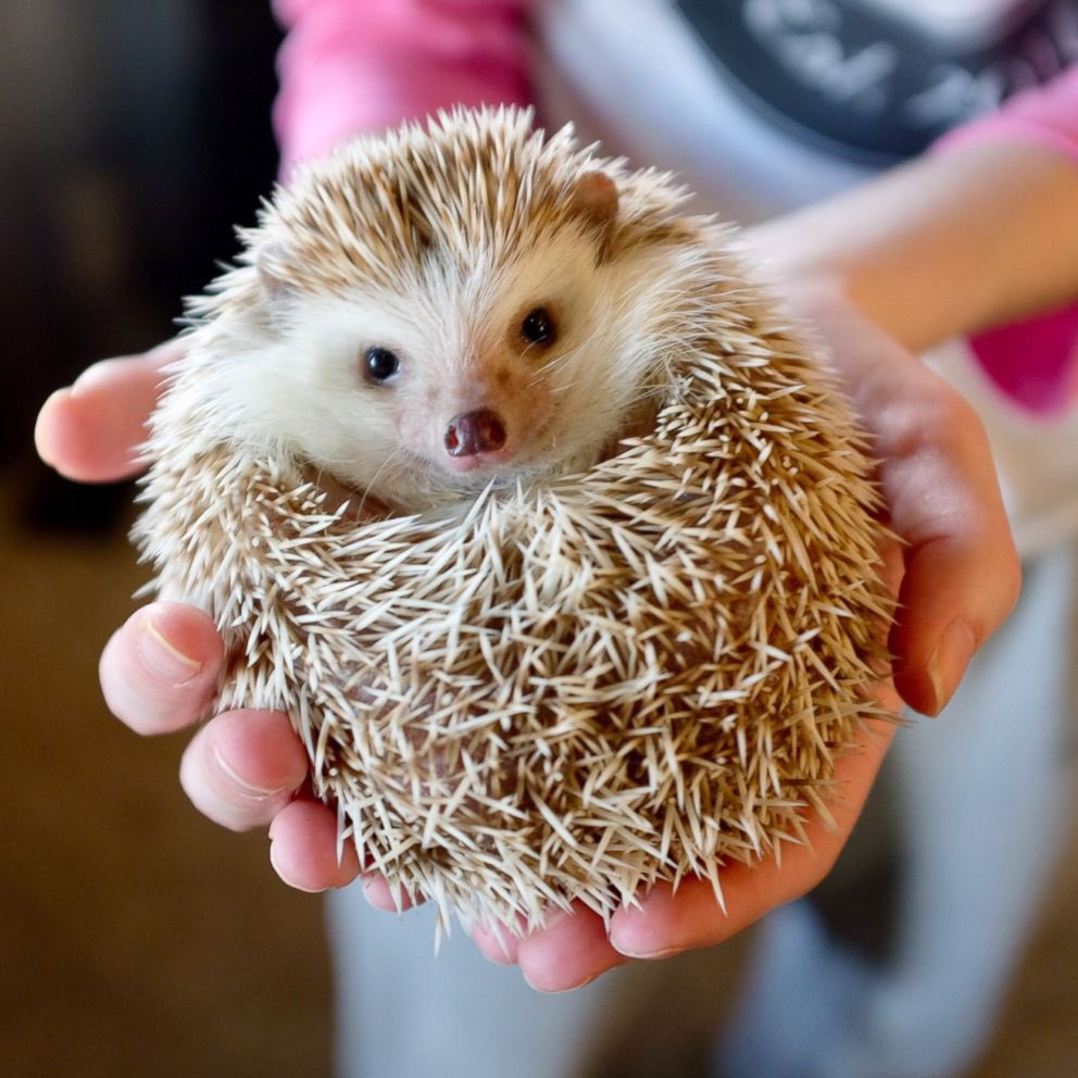 PowerWordDumb's tweet photo. Episode 8 of the @PowerWordDumb podcast is live! What do @BrockLesnar, Leather Daddies, and hedgehogs have in common? Barbarians! Give us a listen to find out how!!! https://t.co/KpAKc0Lt2T