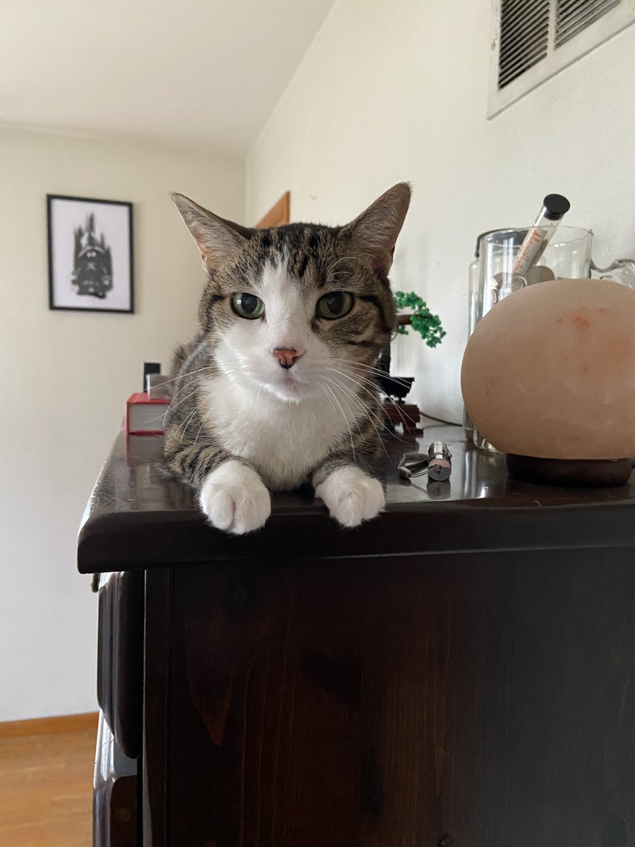 BooCatDaily's tweet photo. In today's Daily Boo, neatly arranged peets. #CatsOfTwitter #TinyTiger #PerfectPaws https://t.co/I34tqyFAyi