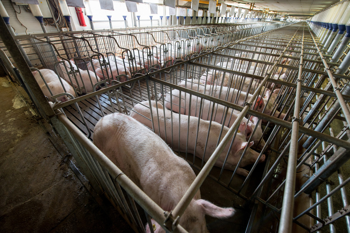 @horton_official Sow stalls/gestation crates used in Canada & Mexico. Pregnant sows incarcerated for entire 115 day pregnancy. Described by many welfare experts as most egregious cause suffering in modern farming. @ciwf @ConservativeAWF @HSIUKorg