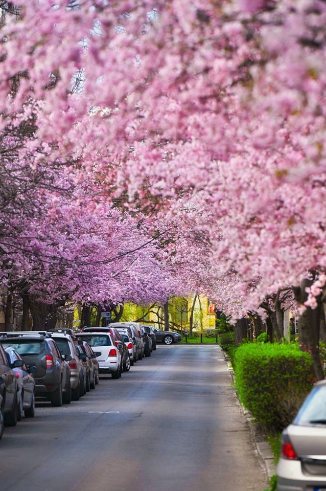 xyzwtf_55's tweet photo. Purple spring...purple spring...
#photography #photographer #timisoaracity🇷🇴 https://t.co/lx6MVdh9qU