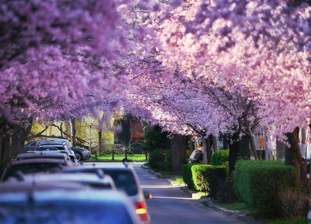xyzwtf_55's tweet photo. Purple spring...purple spring...
#photography #photographer #timisoaracity🇷🇴 https://t.co/lx6MVdh9qU