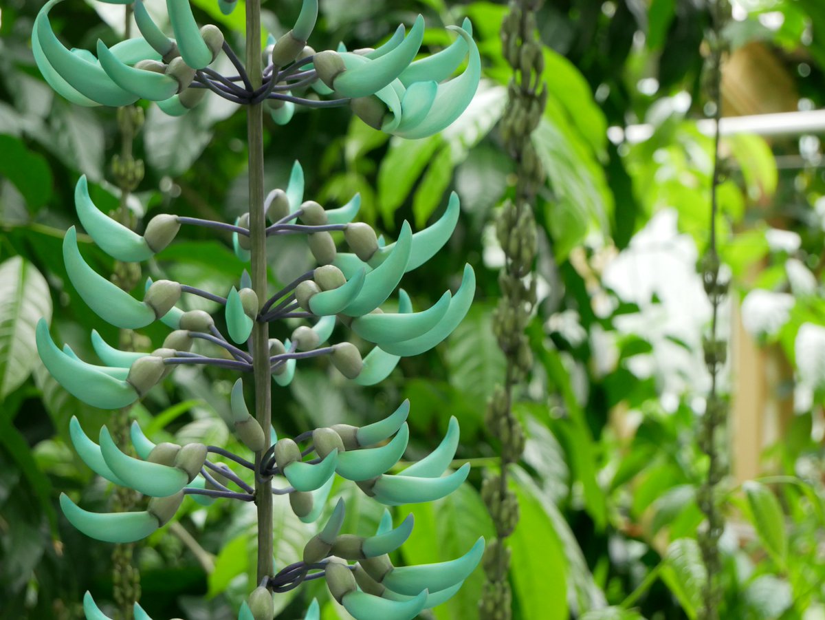De jadebloem, oftewel de Jade Vine (Strongylodon macrobotrys) komt in bloei! Op de loopbrug van de Tropische Kas hangen nu zo'n tien bloemtrossen, die in de komende paar weken in bloei zullen komen. De eerste bloemtros geeft alvast een voorproefje van wat er nog komen gaat.