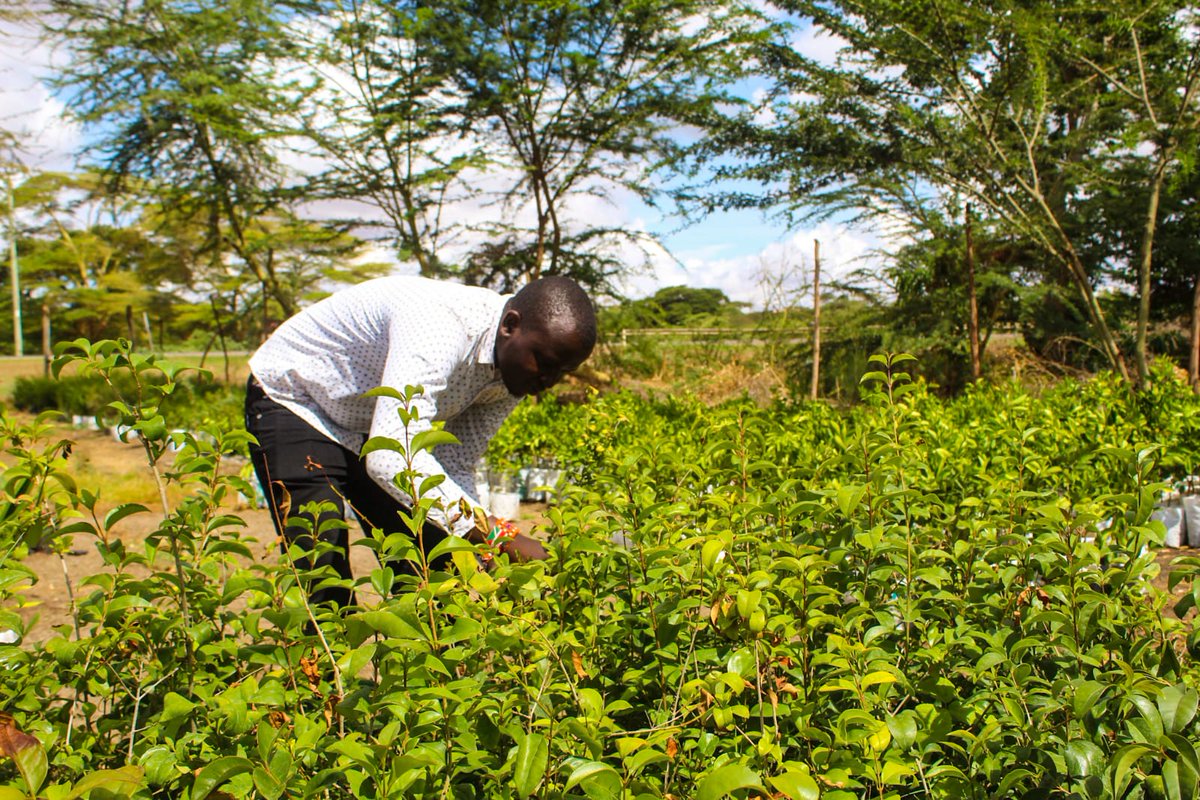 PrinceJ25450501's tweet photo. The prolonged droughts in our country is a result of climate change,In mid to mitigate climate change in our society we advocate for environmental conservation, We can only achieve this by planting many trees in our locality.
@FFFMAPA
#ItsTimeForNature
💚💚💚💚💚💚🌲🌲🌲🌳🌳🌳 https://t.co/XNsBu6vOrV