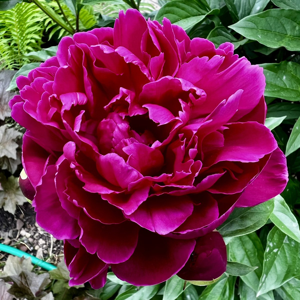 GeekGarden's tweet photo. Peony 😎
#peony #FLOWER #GardenersWorld #GardeningTwitter https://t.co/EHv159kFNX