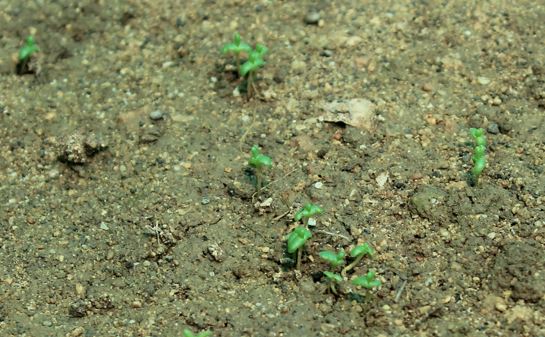 Our Salicornia seedlings are growing! The first plantation of the high-value crop at the village of Lodhva will use the salt water from our #groundwater purification technology to ensure no discharge to the environment and a saleable product for the village in #Gujarat.