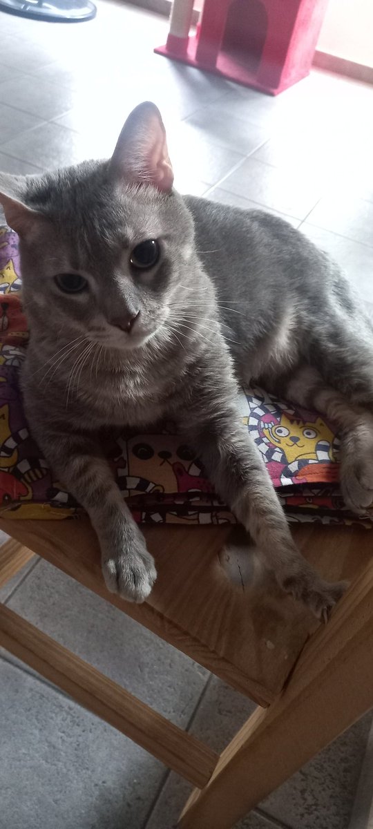 _ibrrx's tweet image. Buen dia❤🙏MARAVILLOSO DIA