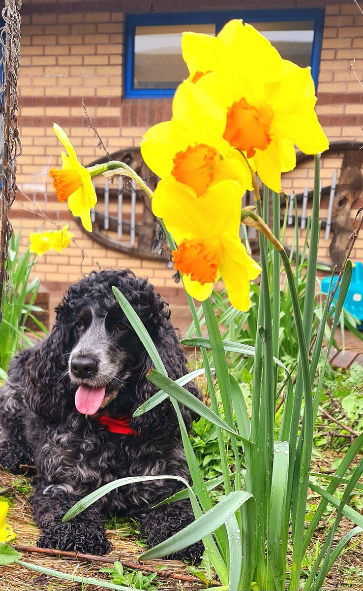 huwrob62's tweet photo. @YsgolGCasnewydd
@CariadPet
Mae'r blodau'n dweud bod dyddiau heulog yn dod 😎
#pettherapy #dogsofinstagram #therapydog #therapydogsofinstagram #animalassistedtherapy #therapyspaniel #roanspaniel #wellbeing #cariadpettherapy https://t.co/o1zHriGPCQ