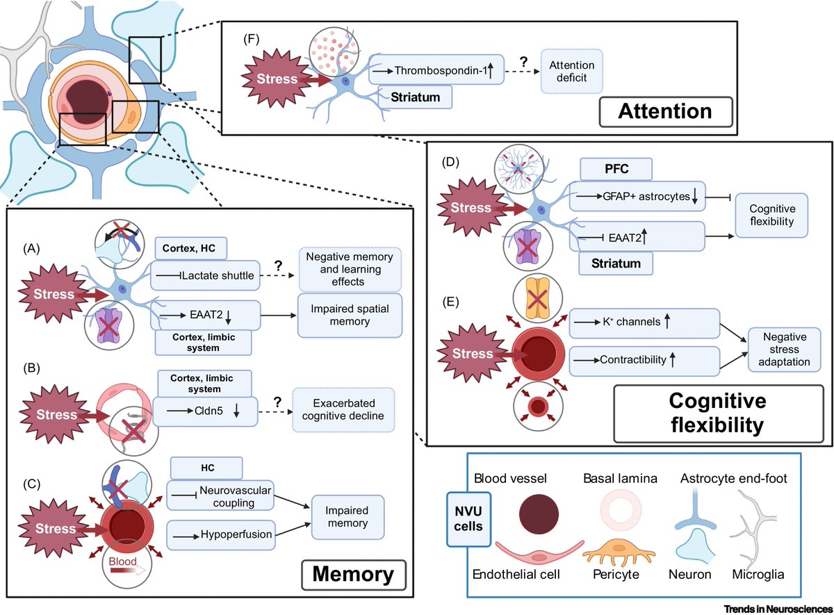 Trends in Neurosciences (@trendsneuro) on Twitter photo 'Neurovascular adaptations modulating cognition, mood, and stress responses'
Review by Laurence Dion-Albert <a href="/cLAUdin5_/">Laurence</a>, Katarzyna A. Dudek <a href="/KatarzynaAnnaD1/">Katarzyna Anna Dudek</a>, Scott J. Russo <a href="/ScottRussoPhD/">Scott Russo</a>, Matthew Campbell <a href="/mattcampbelltcd/">Matthew Campbell</a> & Caroline Menard <a href="/caromenard666/">Caroline Menard</a>
cell.com/trends/neurosc… 'Neurovascular adaptations modulating cognition, mood, and stress responses'
Review by Laurence Dion-Albert <a href="/cLAUdin5_/">Laurence</a>, Katarzyna A. Dudek <a href="/KatarzynaAnnaD1/">Katarzyna Anna Dudek</a>, Scott J. Russo <a href="/ScottRussoPhD/">Scott Russo</a>, Matthew Campbell <a href="/mattcampbelltcd/">Matthew Campbell</a> & Caroline Menard <a href="/caromenard666/">Caroline Menard</a>
cell.com/trends/neurosc…