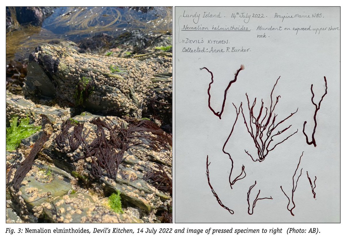 PorcupineMNHS's tweet photo. More Lundy seaweed observations - New article in the latest issue of the Bulletin of the @PorcupineMNHS by @PembrokeBells and David Harries #BotanicMonday https://t.co/qNGI3EIgbR