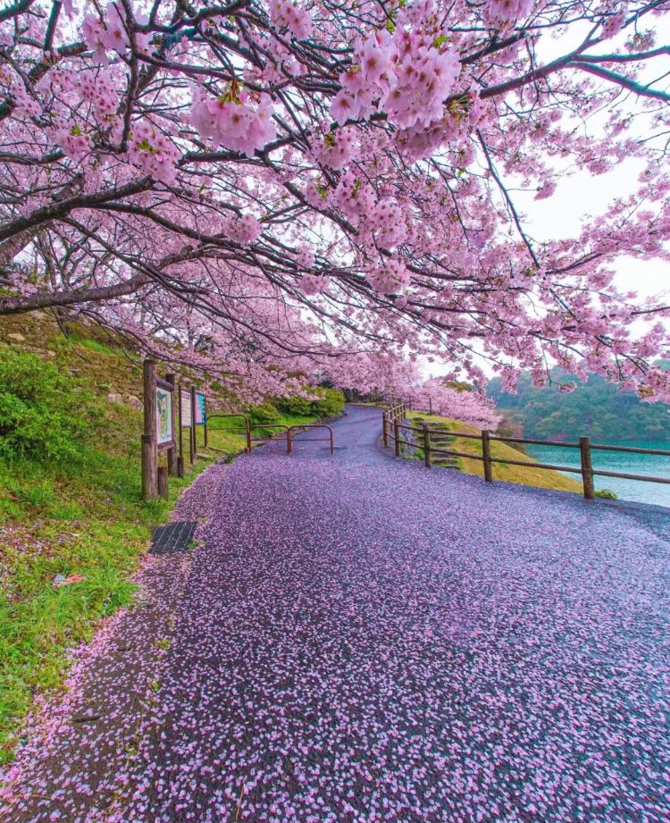 just a walk here would make me happy