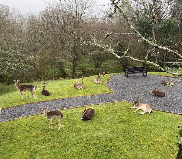 _HeartsTogether's tweet photo. It may be a miserable day here in Plymouth but at least someone’s enjoying the garden space 🦌!! All looking very sleepy 💤
.
.
.
#devoncharity #heartstogether #plymouth #birchwood #derriford #derrifordhospital @DevonWildlife @visitplymouth https://t.co/9JUnvM4VeB