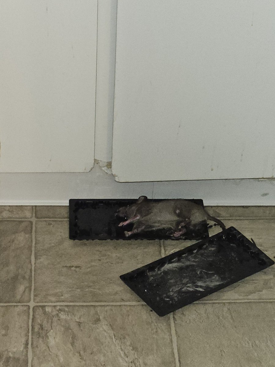Glue trap: 1 Rats:0 #LetsGetReadytoRumble