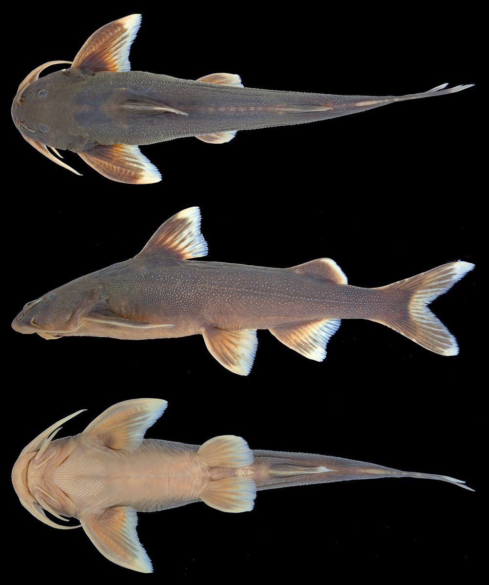 #NewSpeciesAlert - #𝐺𝑙𝑦𝑝𝑡𝑜𝑡ℎ𝑜𝑟𝑎𝑥 𝑖𝑟𝑟𝑜𝑟𝑎𝑡𝑢𝑠, a new species of rheophilic #sisorid #catfish from the #Mekong River drainage in #Laos and #China, is described in the Journal of Natural History. #MekongRiver #Sisoridae #Catfishes
🔒bit.ly/3Ki0Rtq