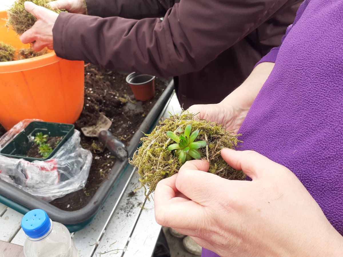 Sacro Garden Project (@gardensacro) on Twitter photo We have been making Kokedama and planting potatoes, though all plants appear to be shivering just now! @tollcrossallot <a href="/caleygrowlearn/">Grow & Learn Awards</a> We have been making Kokedama and planting potatoes, though all plants appear to be shivering just now! @tollcrossallot <a href="/caleygrowlearn/">Grow & Learn Awards</a>