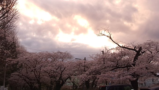 ねぇ、秒速5cmなんだって     桜の花の落ちるスピード         秒速5センチメートル。ねぇ、なんだかまるで 