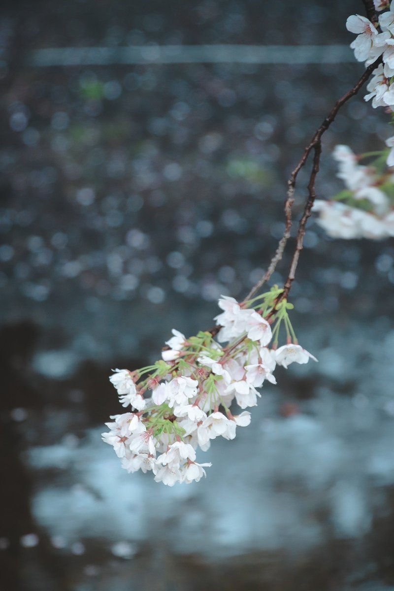 ___phoooto's tweet photo. 雨の日、桜。

#桜 
#ファインダー越しの私の世界 
#写真で伝えたい私の世界 
#写真好きな人と繋がりたい
#キリトリセカイ https://t.co/pe1KyGmB59