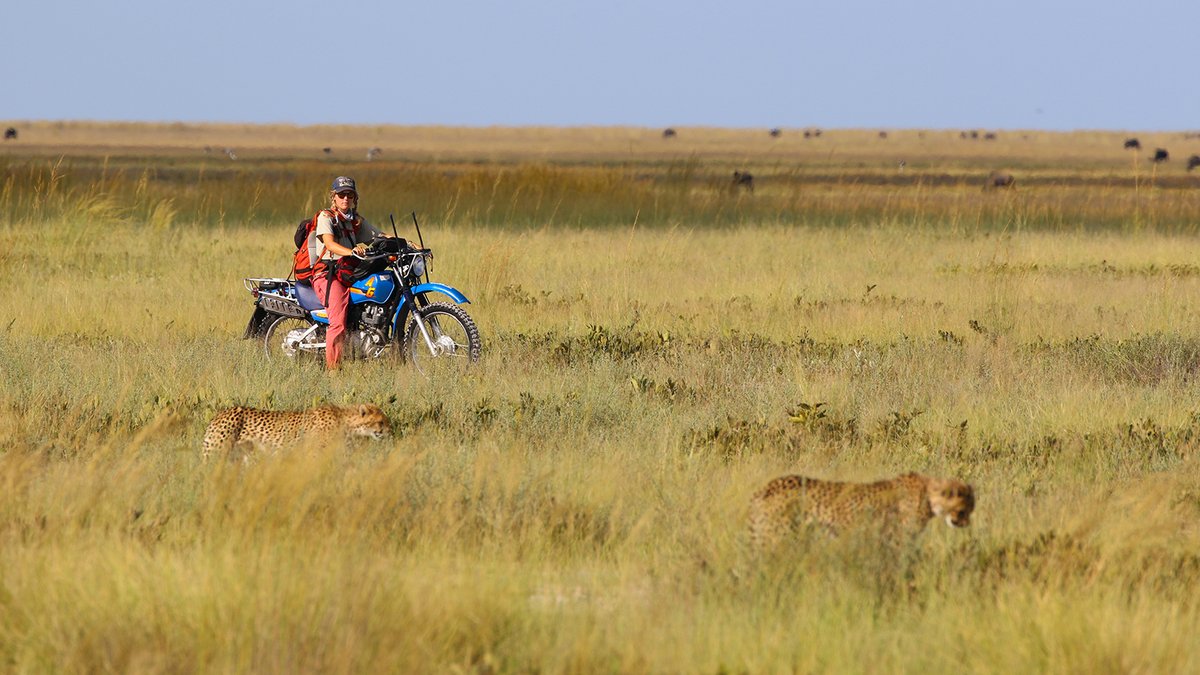 NaturalSciences's tweet photo. Anna Kussler is a field biologist who follows cheetahs from her motorbike in Zambia! 🐆

Hear the inspiring story of cheetah 784, who was orphaned after poachers killed her mom, but persevered — against the odds. Listen to Wild Animals w/ Dr. @RolandKays: https://t.co/sMBOCw3p5o https://t.co/2B6o1H9mgS
