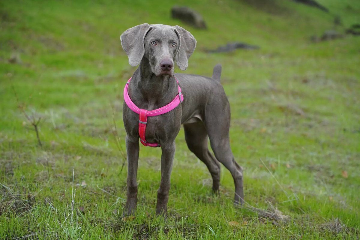 ottoneradavi's tweet photo. Crossing two breeds is like https://t.co/L0NR4swj3S