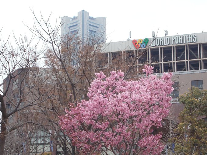前ツイートから続き、横浜の桜を金色のコルダに描かれた風景とともに。ワールドポーターズと赤レンガ倉庫の間の新港広場から眺め