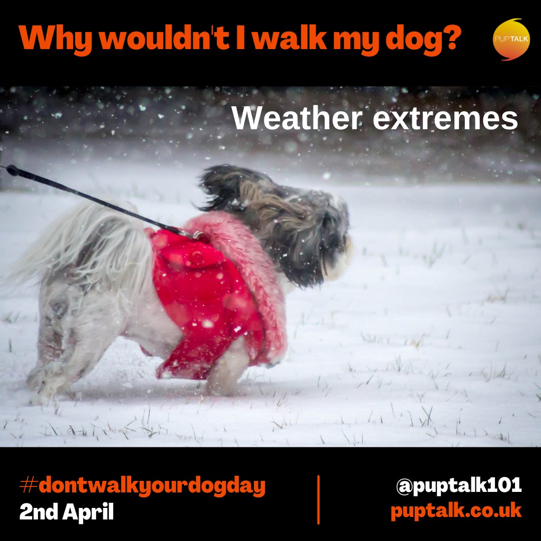 puptalk101's tweet photo. If the weather is too bad, how often do you ditch a walk and do something at home instead?

Do you have a toolkit of things to do to keep your dog happy and active that don't involve a walk?

Find out more about #dontwalkyourdogday at https://t.co/ffLQcPzEPq

#dogsoftwitter https://t.co/Pvs78iZ1Qr