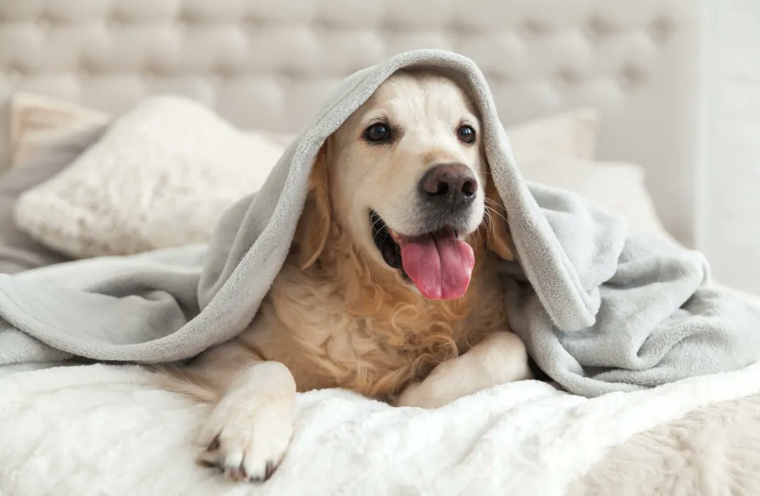 AmIntPharmacy's tweet photo. Compounded veterinary medicines refer to medications that are specially formulated by a compounding pharmacy to meet the unique needs of a pet.
https://t.co/Vso9Knu3a8 
Call us to find out more 310-539-1750
#americanintegrativepharmacy #compoundingpharmacy #AIP #animals #petmeds https://t.co/EDZlJuW6bn