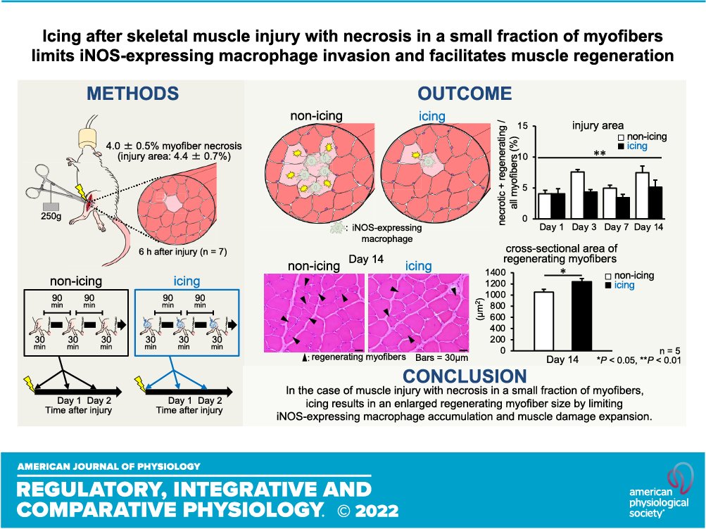 APS Publications (@apspublications) on Twitter photo #Icing after skeletal muscle #injury with #necrosis in a small fraction of myofibers limits inducible nitric oxide synthase-expressing macrophage invasion & facilitates #muscle regeneration (Nagata, Kawashima et al.) - new in <a href="/AJPRegu/">AJP-Regulatory, Integrative Comparative Physiology</a>
ow.ly/p6NT50NuPq0
<a href="/KobeU_PR/">神戸大学広報課</a> #Icing after skeletal muscle #injury with #necrosis in a small fraction of myofibers limits inducible nitric oxide synthase-expressing macrophage invasion & facilitates #muscle regeneration (Nagata, Kawashima et al.) - new in <a href="/AJPRegu/">AJP-Regulatory, Integrative Comparative Physiology</a>
ow.ly/p6NT50NuPq0
<a href="/KobeU_PR/">神戸大学広報課</a>