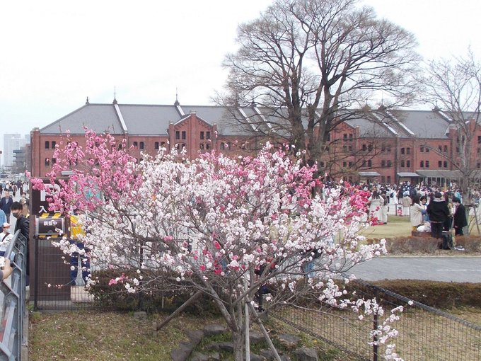 横浜の桜めぐり。金色のコルダに描かれた風景とともに。赤レンガ倉庫から象の鼻パークの側へ出てすぐの所にある三色桜です。一本