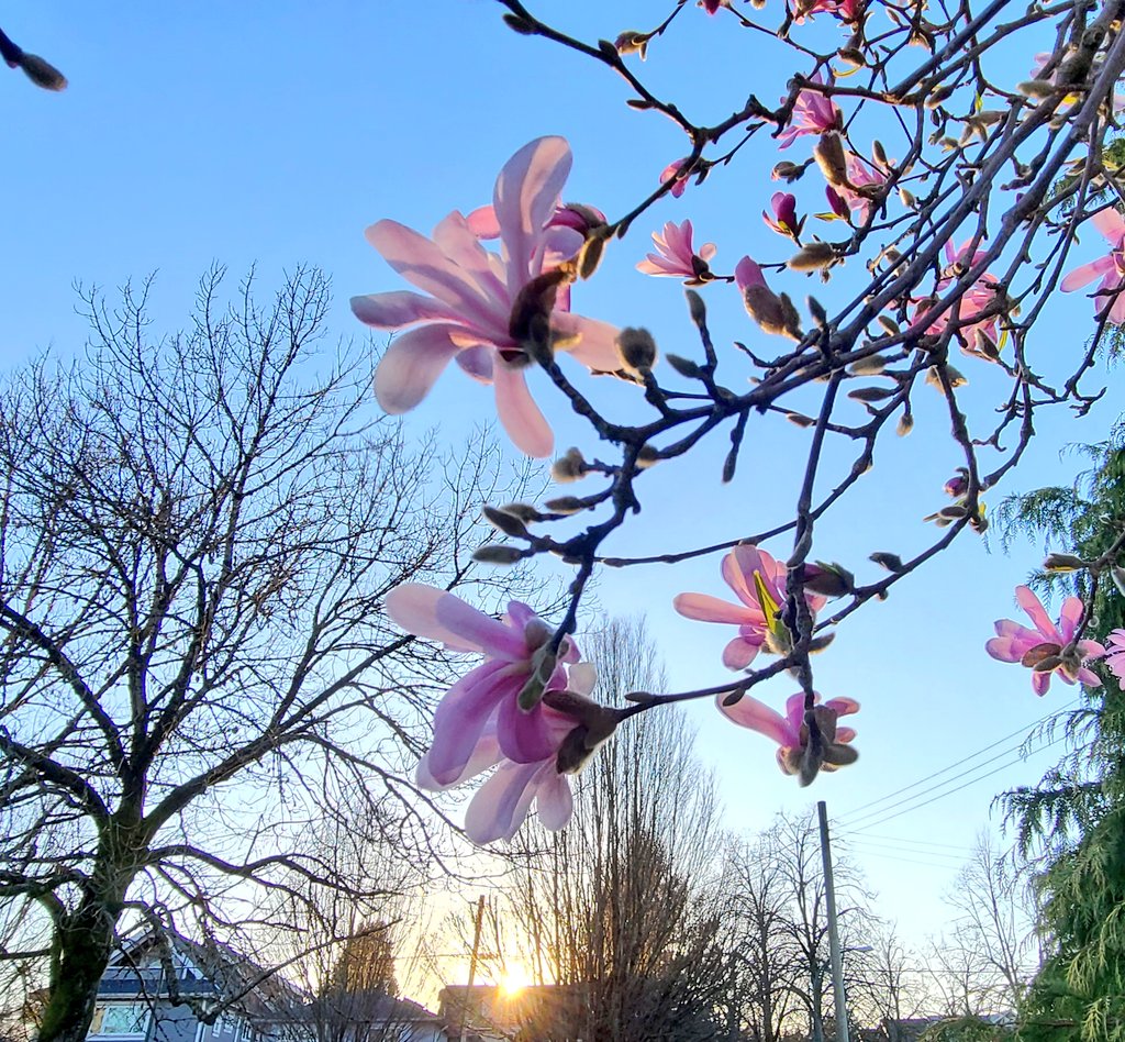 howyougo's tweet photo. Tuesday sunset
#sunset #GoodAfternoon #bcstorm #Tuesday #troutlake #spring #magnoliatrees #prettinpink #Vancouver #StormHour #March #Westcoast #ShareYourWeather https://t.co/jhxkeioRWo