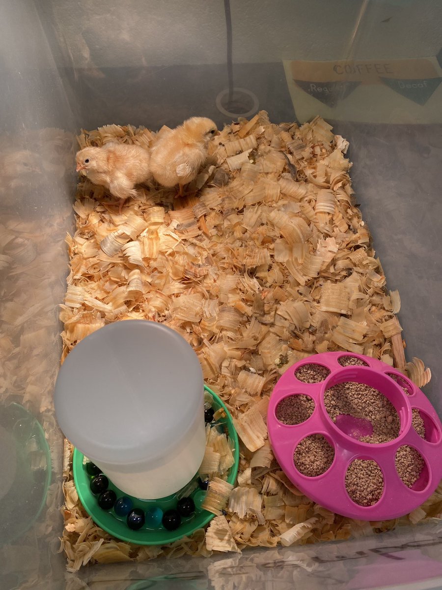 CPES_Ballstars's tweet photo. Another chick hatched over the weekend! Cookie joined our roster. So, we built her a Cookie Coop! https://t.co/WmOCqbmXA7