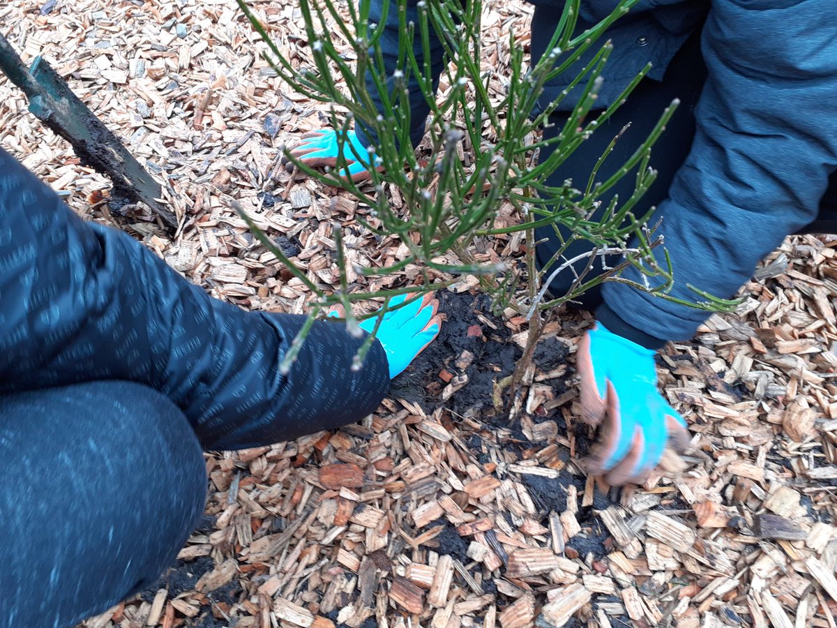 greenspacetrust's tweet photo. Thanks to @PilrigPark @BroughtonPrima3 and Bun-sgoil Taobh na Pairce for coming to plant 600 trees in the #weeforest in Redbraes Park today @Earthwatch_Eur @nature_scot @EdinOutdoors @Edinburgh_CC https://t.co/rm0zF47yIe