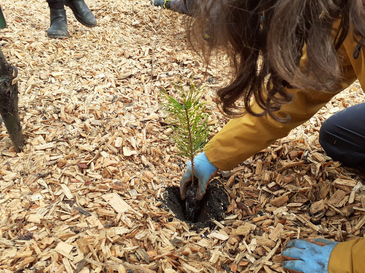 greenspacetrust's tweet photo. Thanks to @PilrigPark @BroughtonPrima3 and Bun-sgoil Taobh na Pairce for coming to plant 600 trees in the #weeforest in Redbraes Park today @Earthwatch_Eur @nature_scot @EdinOutdoors @Edinburgh_CC https://t.co/rm0zF47yIe
