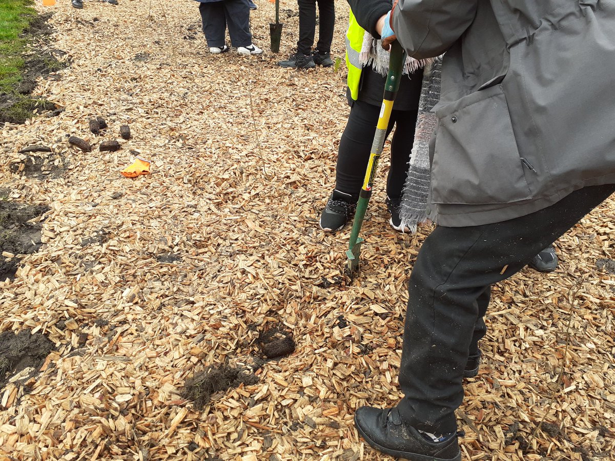 greenspacetrust's tweet photo. Thanks to @PilrigPark @BroughtonPrima3 and Bun-sgoil Taobh na Pairce for coming to plant 600 trees in the #weeforest in Redbraes Park today @Earthwatch_Eur @nature_scot @EdinOutdoors @Edinburgh_CC https://t.co/rm0zF47yIe
