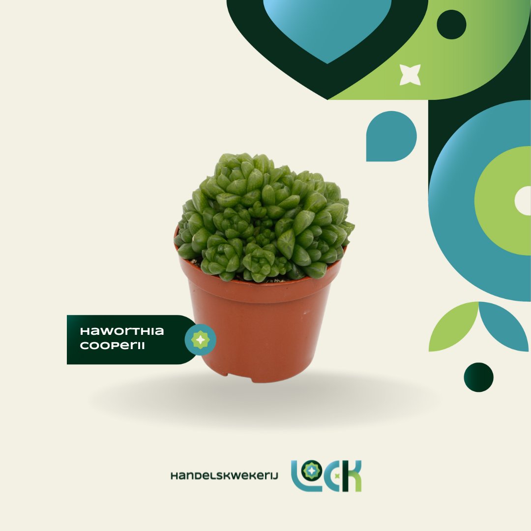 LockSucculents's tweet photo. Haworthia Cooperii. 🪴

Dit is de ideale plant om ieders huis mee te decoreren: hij heeft weinig verzorging nodig en bloeit prachtig in de lente. Verkijgbaar in potmaat 5,5 en 8,5! 🌸

#haworthia #haworthiacooperii https://t.co/LoZ2dJWYJW